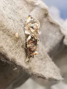 Image of rough-winged conch