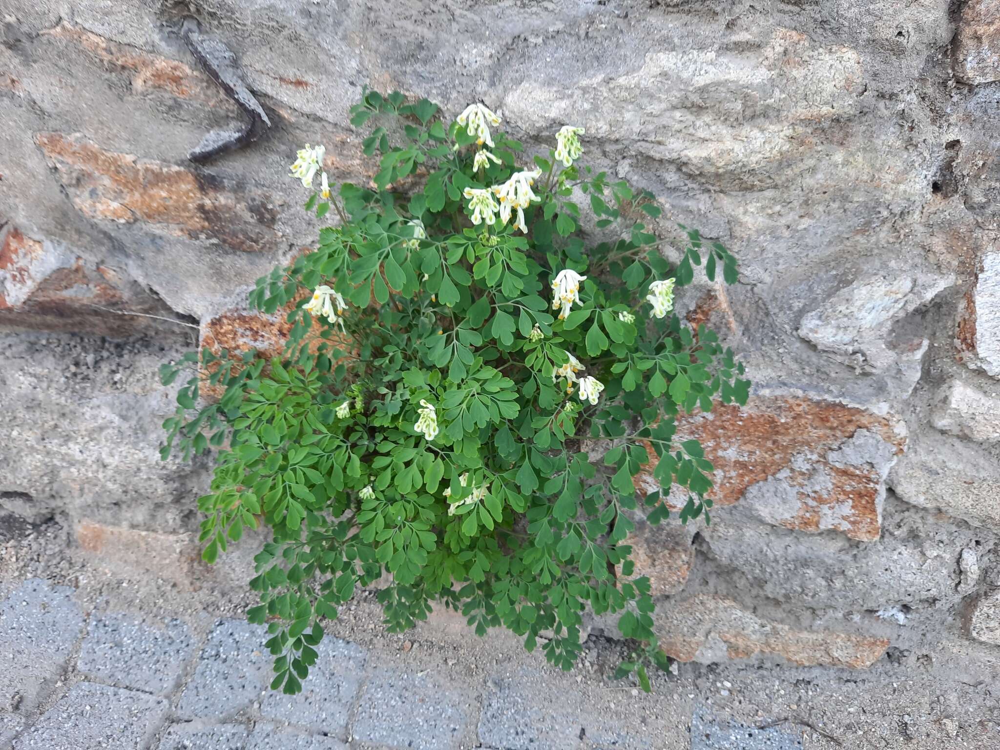 Image of pale corydalis