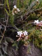 Image of Mulguraea asparagoides (Gillies & Hook.) N. O'Leary & P. Peralta