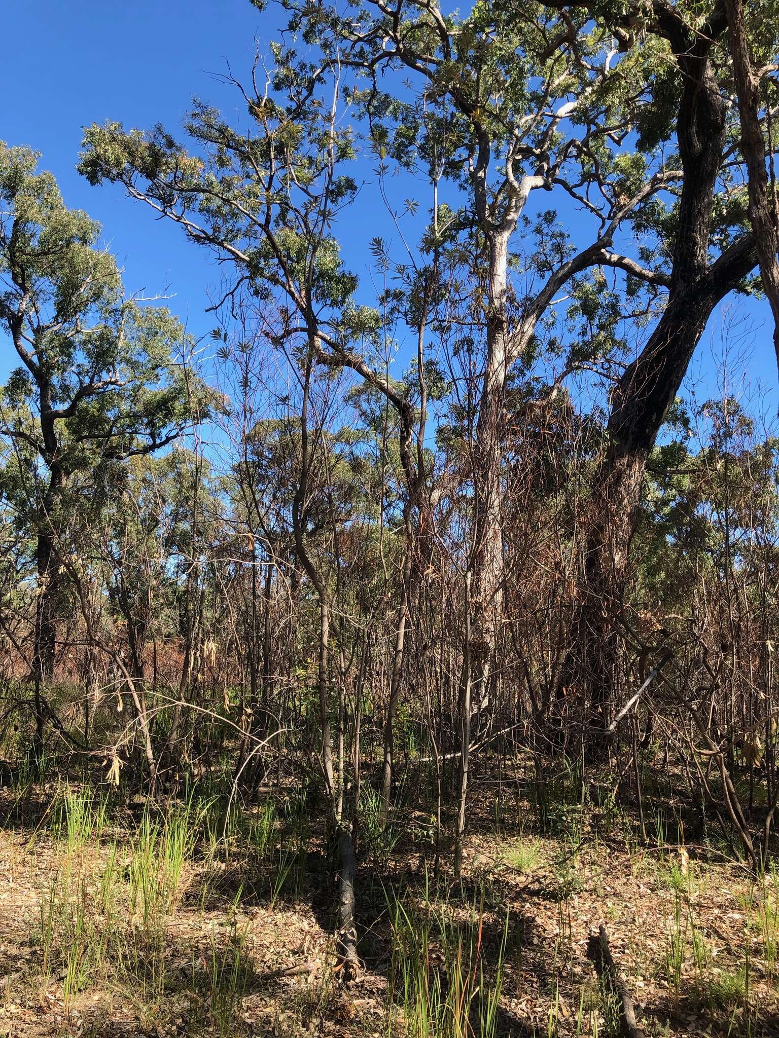 Image of Banksia integrifolia subsp. monticola K. R. Thiele