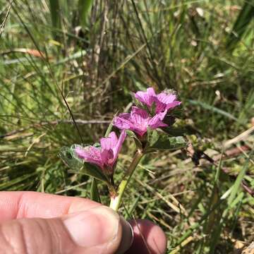 Imagem de Sidalcea malviflora subsp. purpurea C. L. Hitchc.