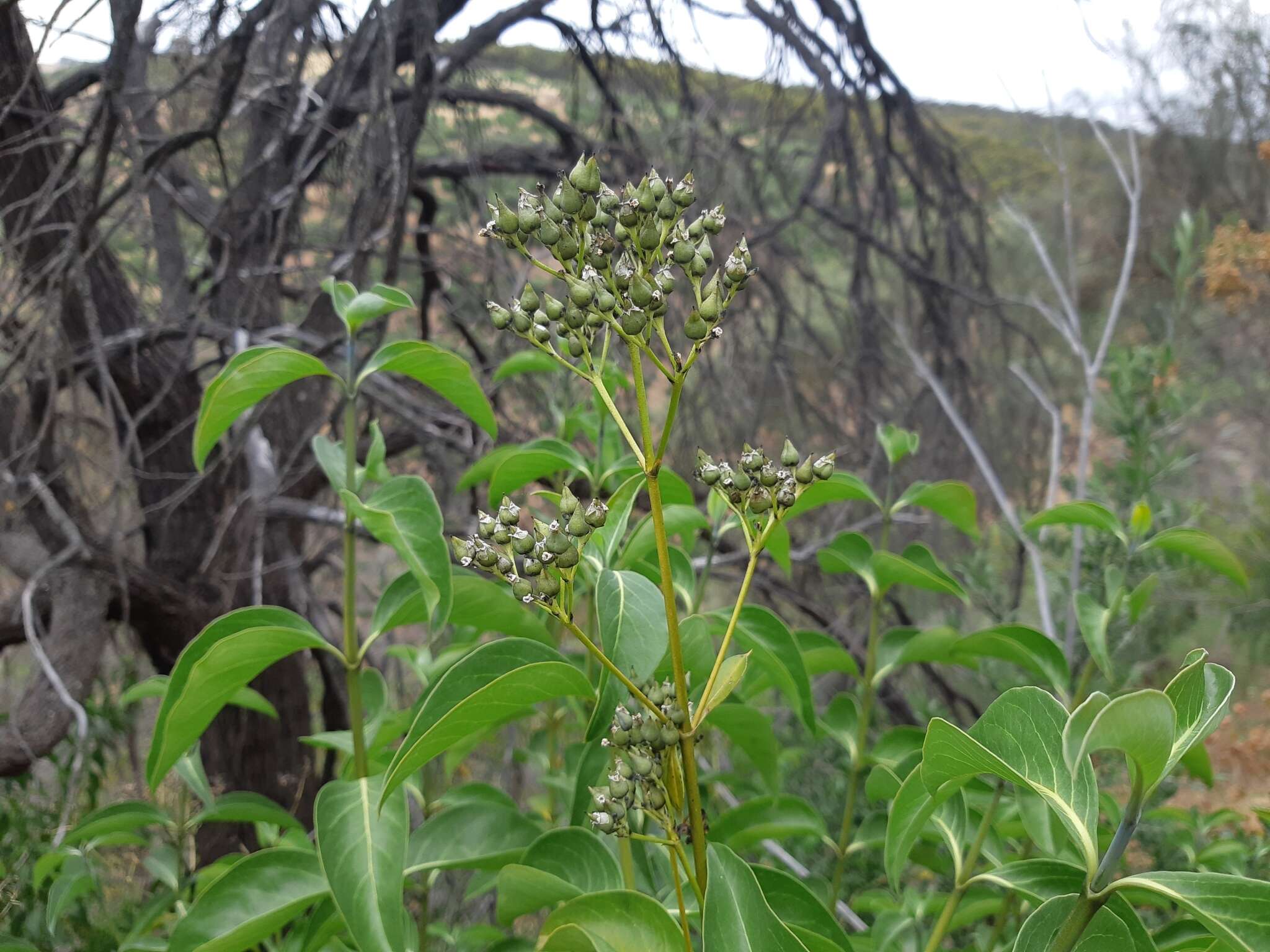 Image of Logania saxatilis G. Perry ex B. J. Conn