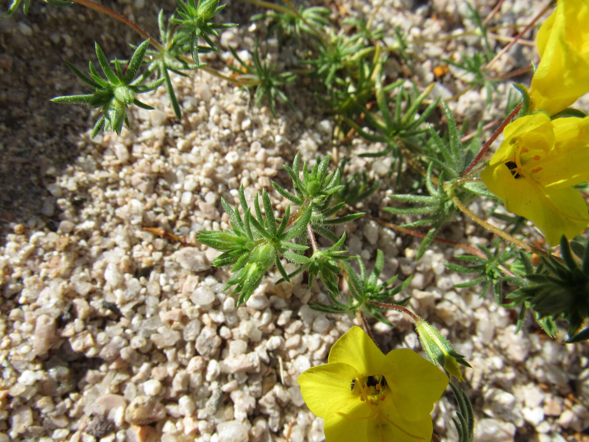 Image of golden linanthus