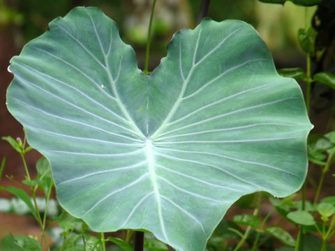 Image of Wild Taro
