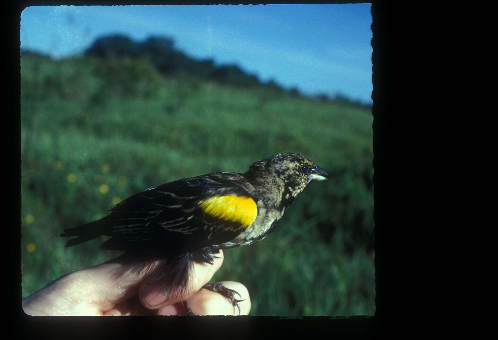 Слика од Euplectes macroura macrocercus (Lichtenstein & Mhk 1823)