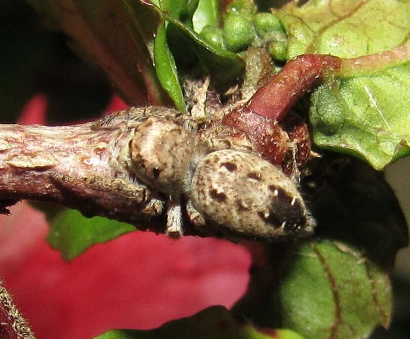 Plancia ëd Metaphidippus albopilosus (Peckham & Peckham 1901)