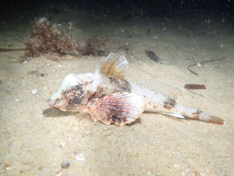 Image of Australian spiny gurnard