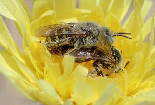 Image of Calliopsis puellae (Cockerell 1933)