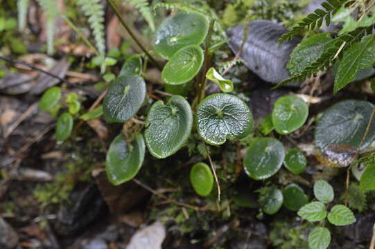 Image of Peperomia tropeoloides Sodiro