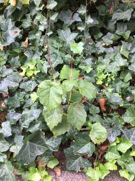 Imagem de Corylus colurna L.