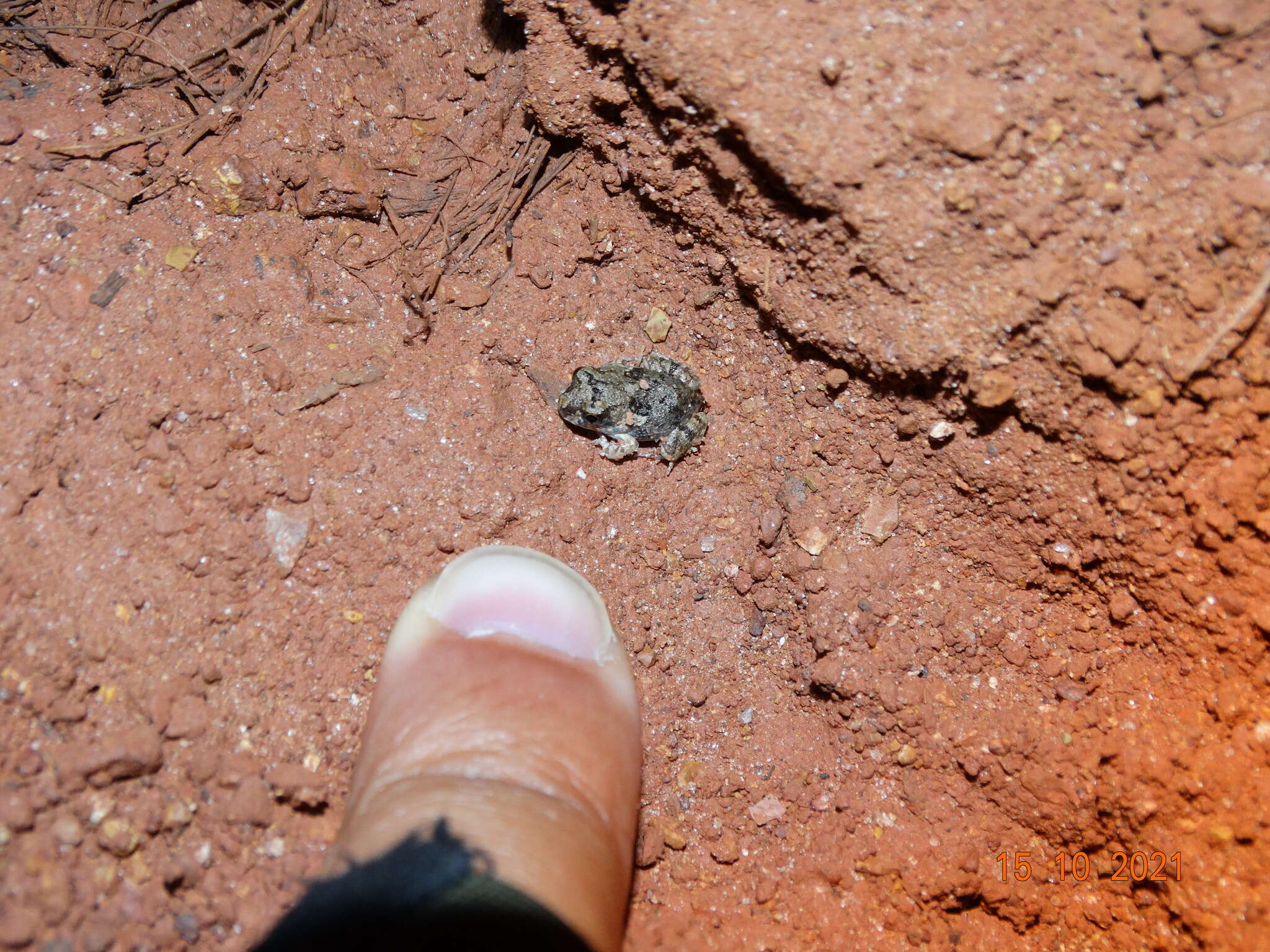 Image of Peters' four-eyed frog