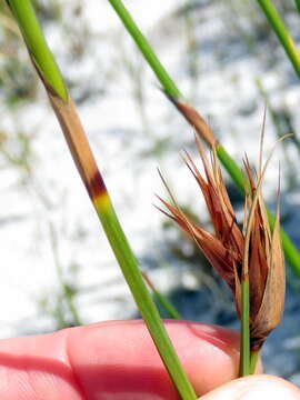 Image of Tetraria eximia C. B. Clarke