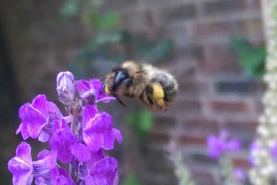 Imagem de Anthophora furcata (Panzer 1798)