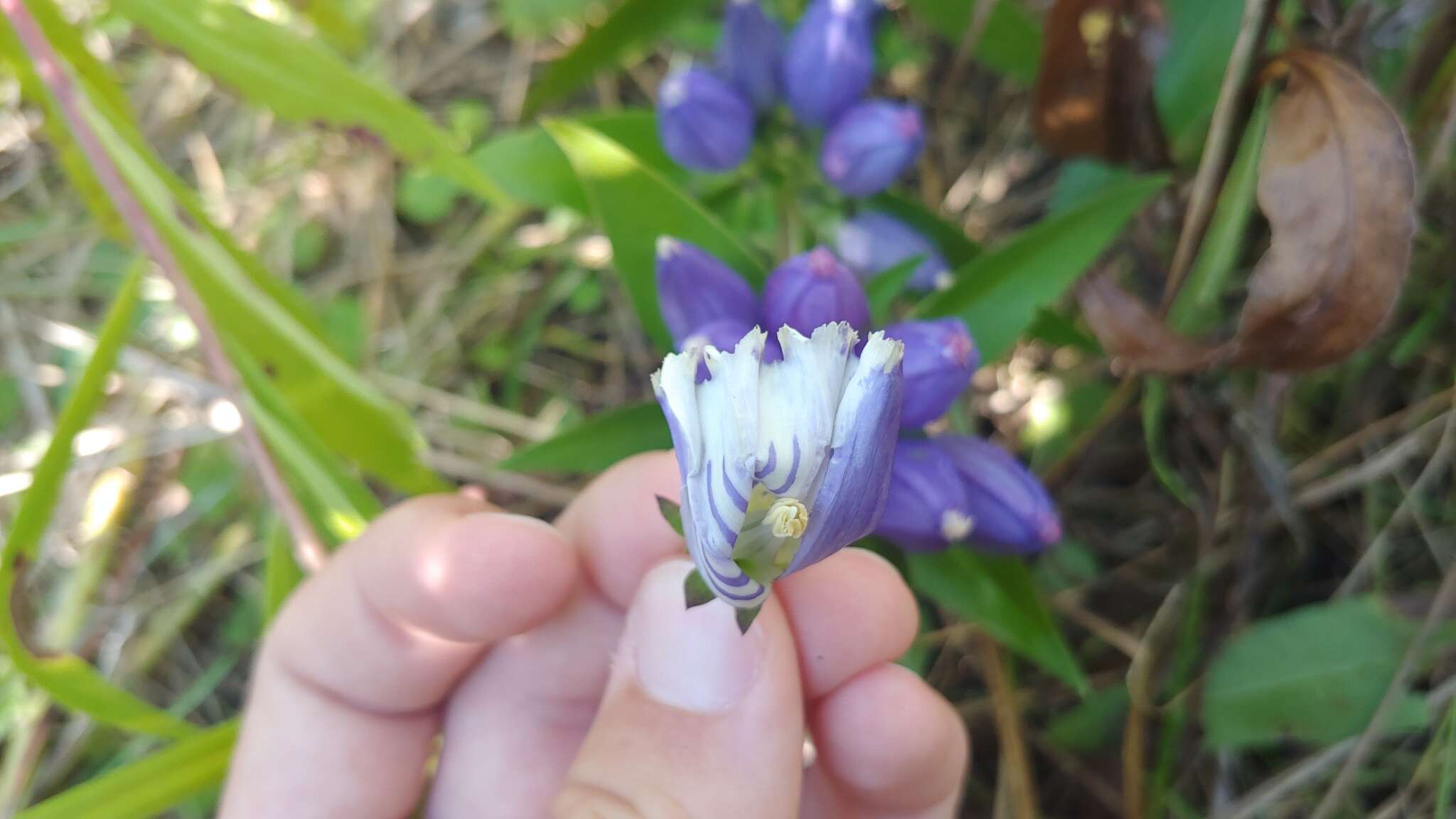 Image of <i>Gentiana <i>andrewsii</i></i> var. andrewsii