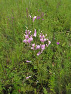 Слика од Pedicularis grandiflora Fisch.