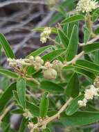 Image of Croton curiosus Croizat