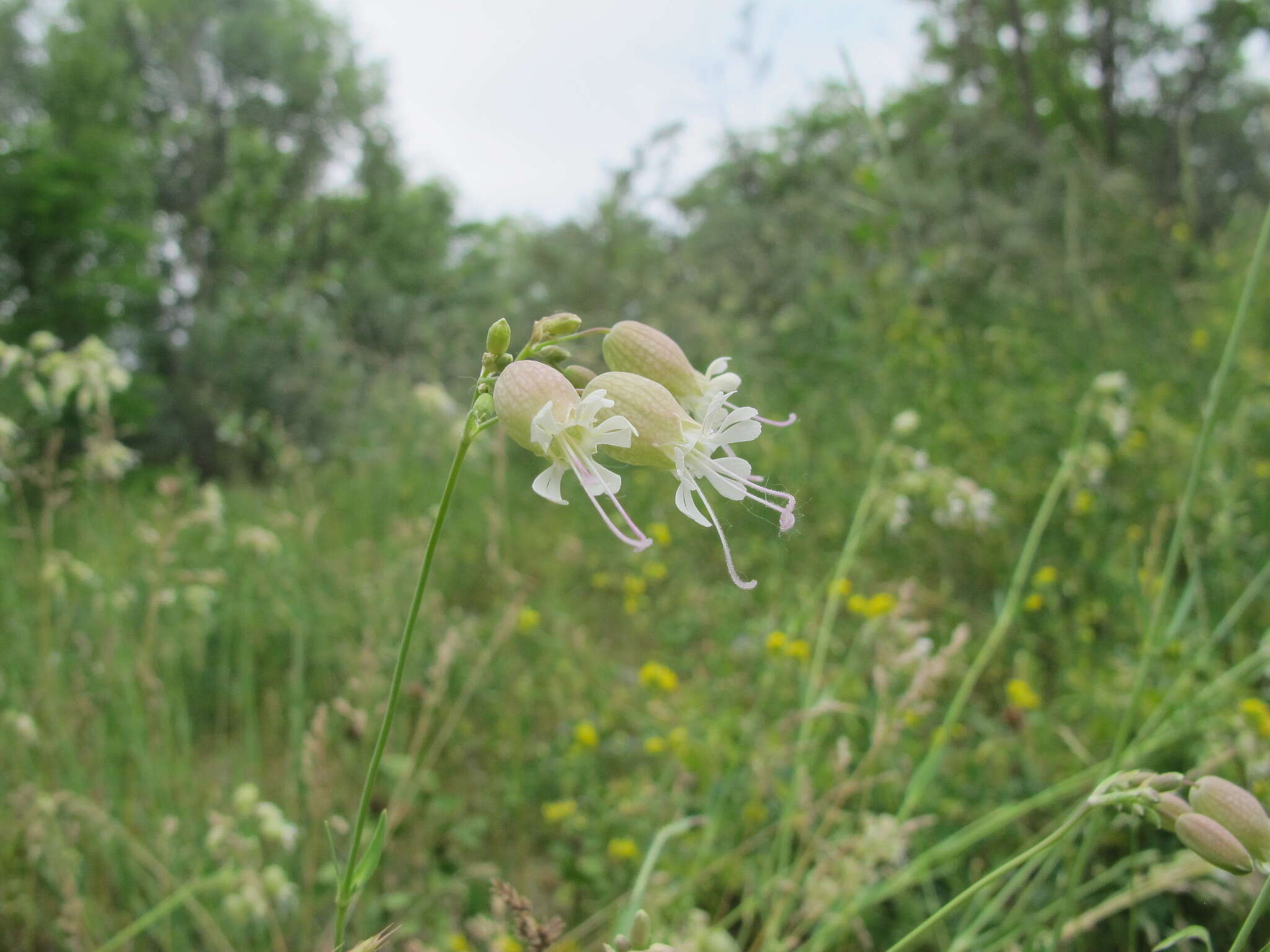 Image of Bladder Campion