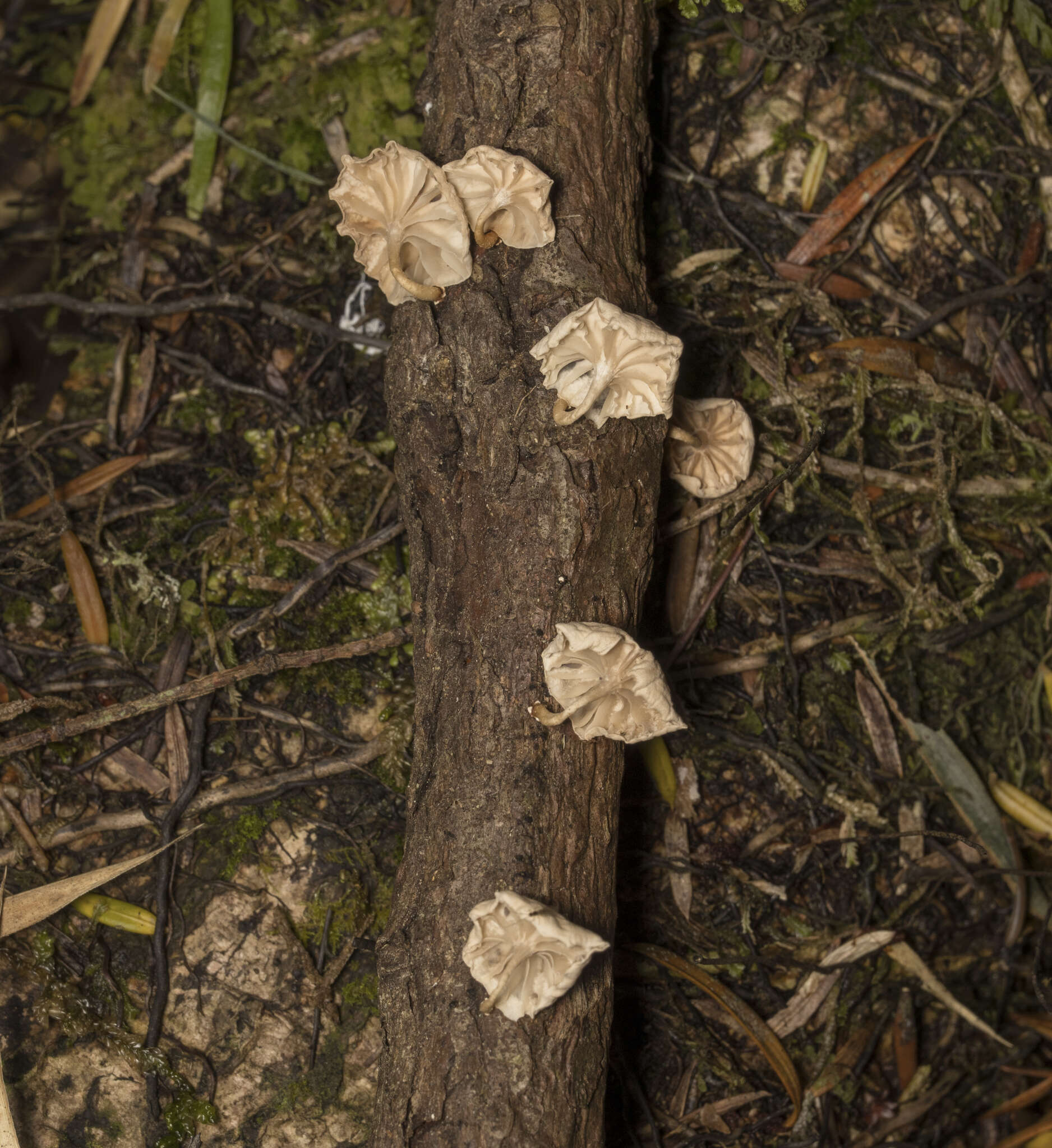 Plancia ëd Marasmiellus alliiodorus (Mont.) Singer 1962