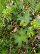 Image of Alchemilla vulgaris L.