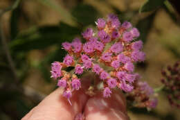 Plancia ëd Tessaria integrifolia Ruiz & Pav.