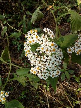 صورة Schistocarpha bicolor Less.