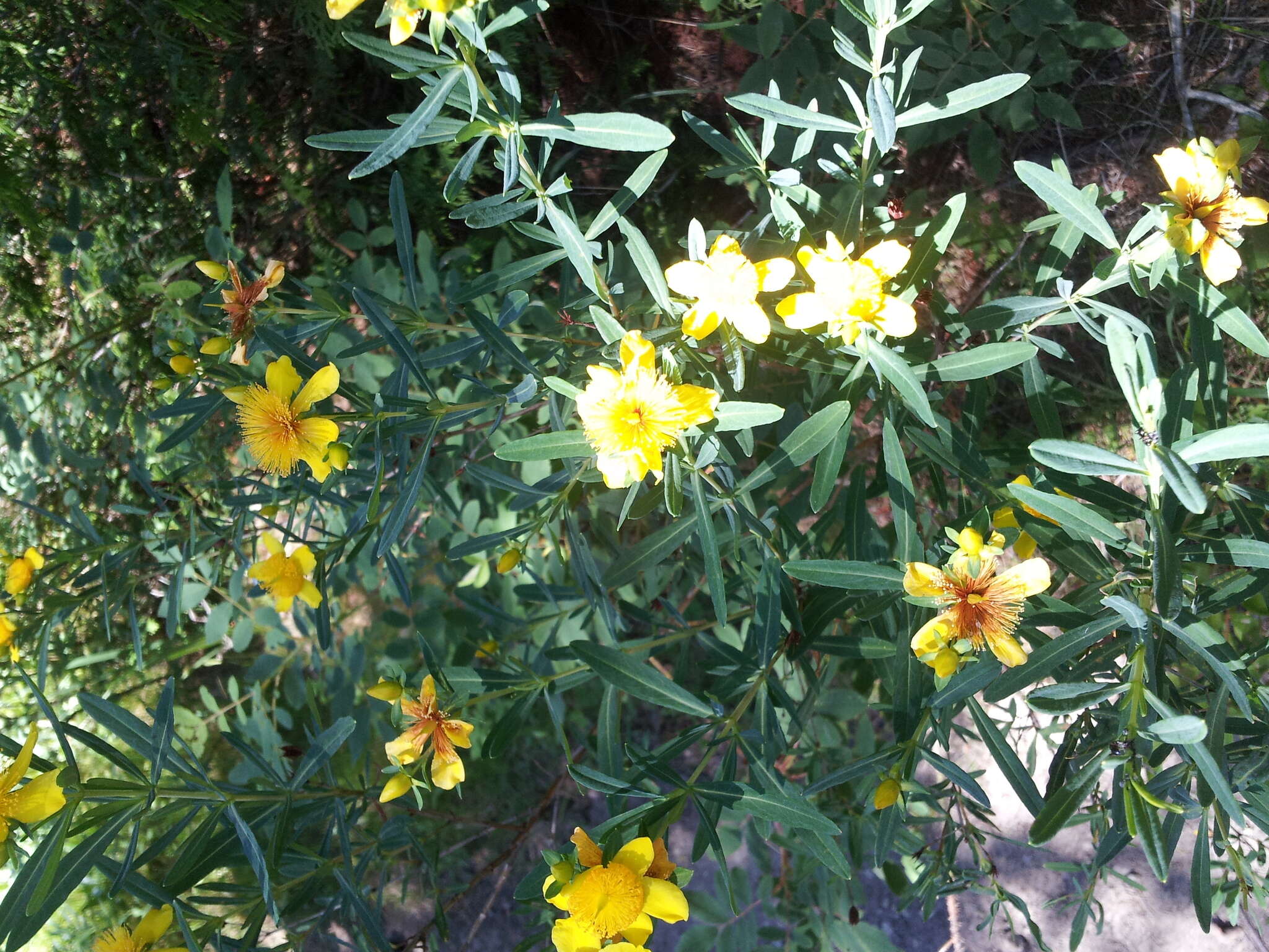 صورة Hypericum kalmianum L.