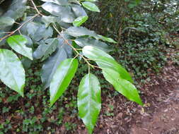 Image de Prunus lusitanica subsp. lusitanica
