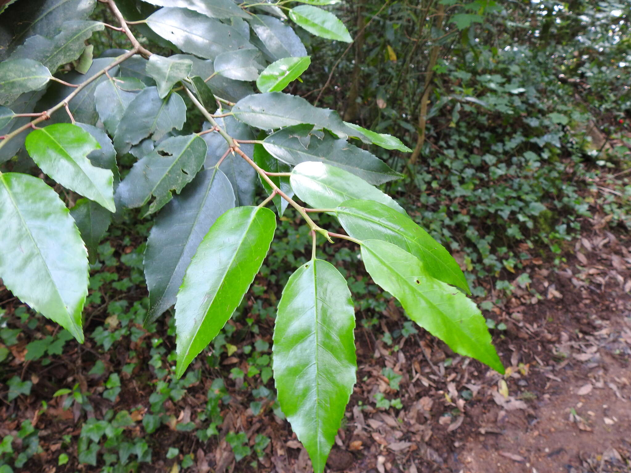 Plancia ëd Prunus lusitanica subsp. lusitanica