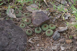 Image of Frailea chiquitana Cárdenas