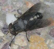 صورة Hybomitra sodalis (Williston 1887)