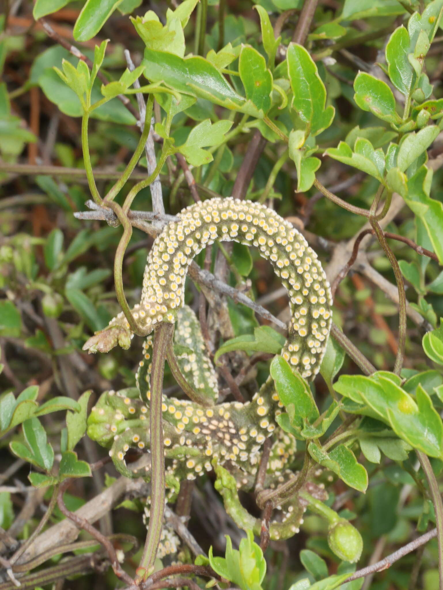 Image of Puccinia otagensis