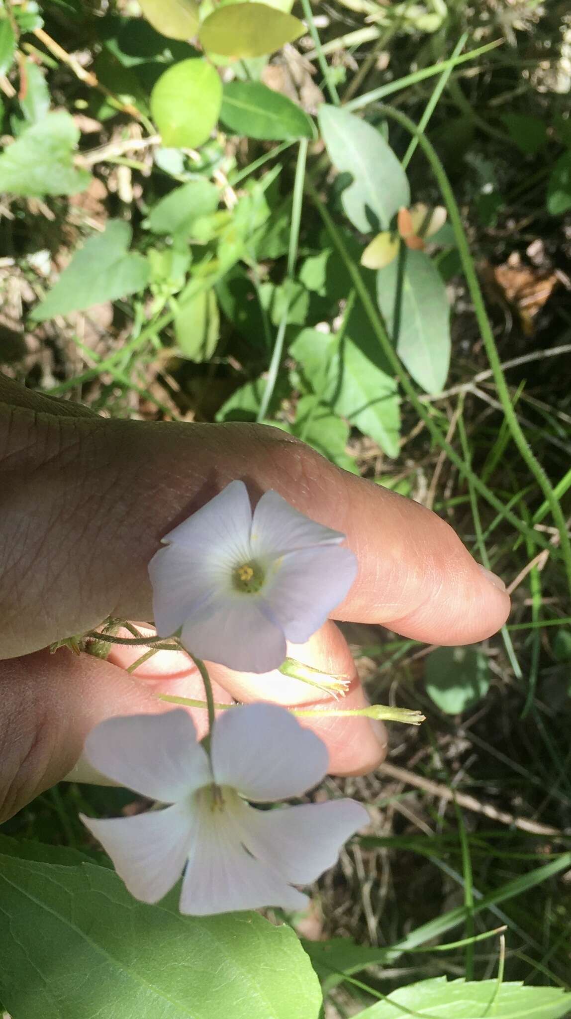 Sivun Oxalis floribunda Lehm. kuva