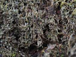 Image of chromatochlamys lichen