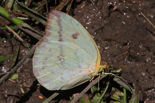 Image of Large Orange Sulphur