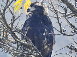 Image of Black Solitary Eagle