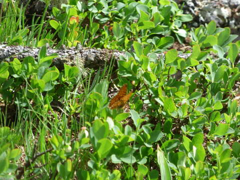 Image of <i>Boloria euphrosyne</i>