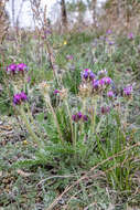 Image de Oxytropis strobilacea Bunge