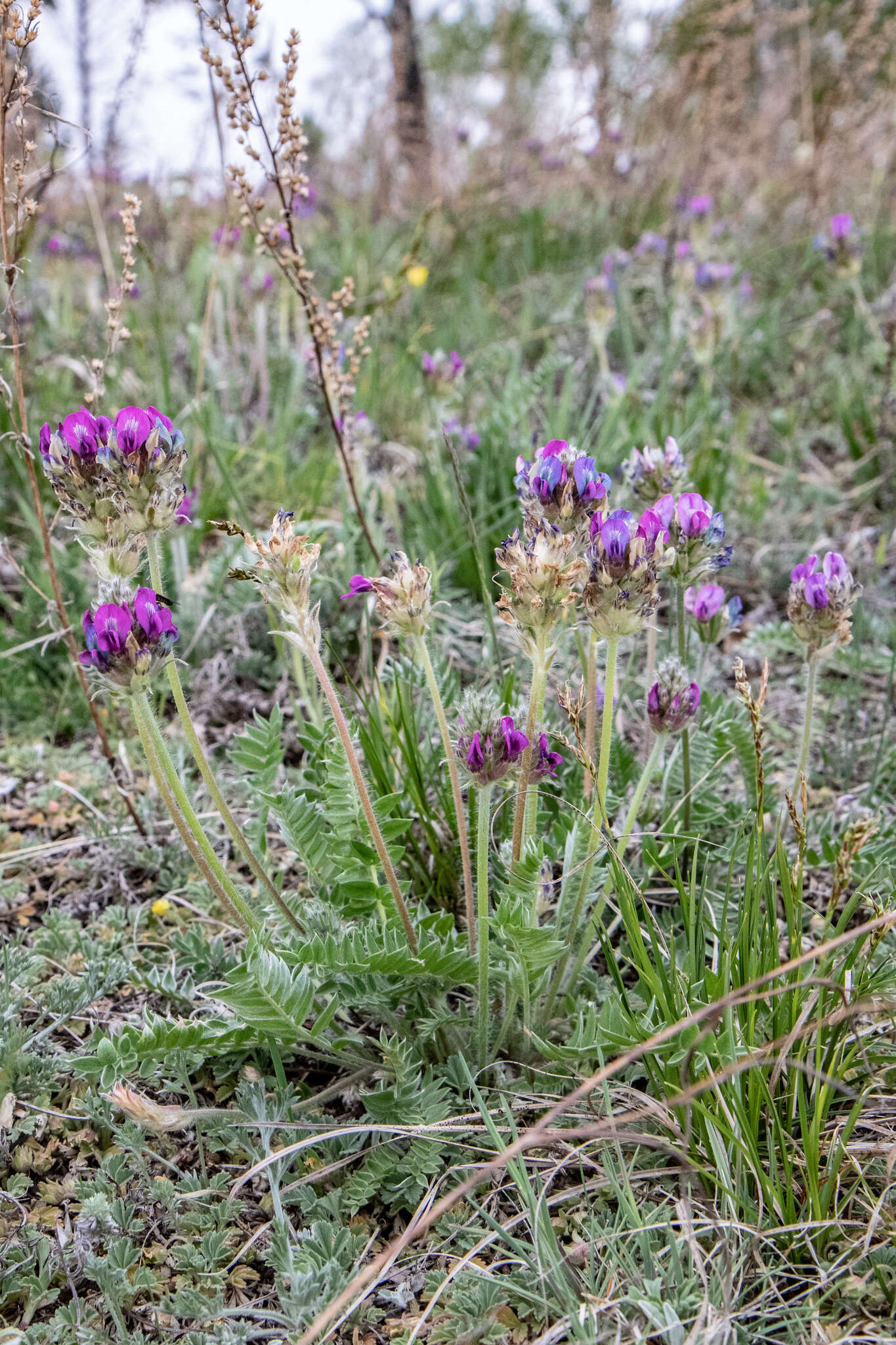 Image de Oxytropis strobilacea Bunge