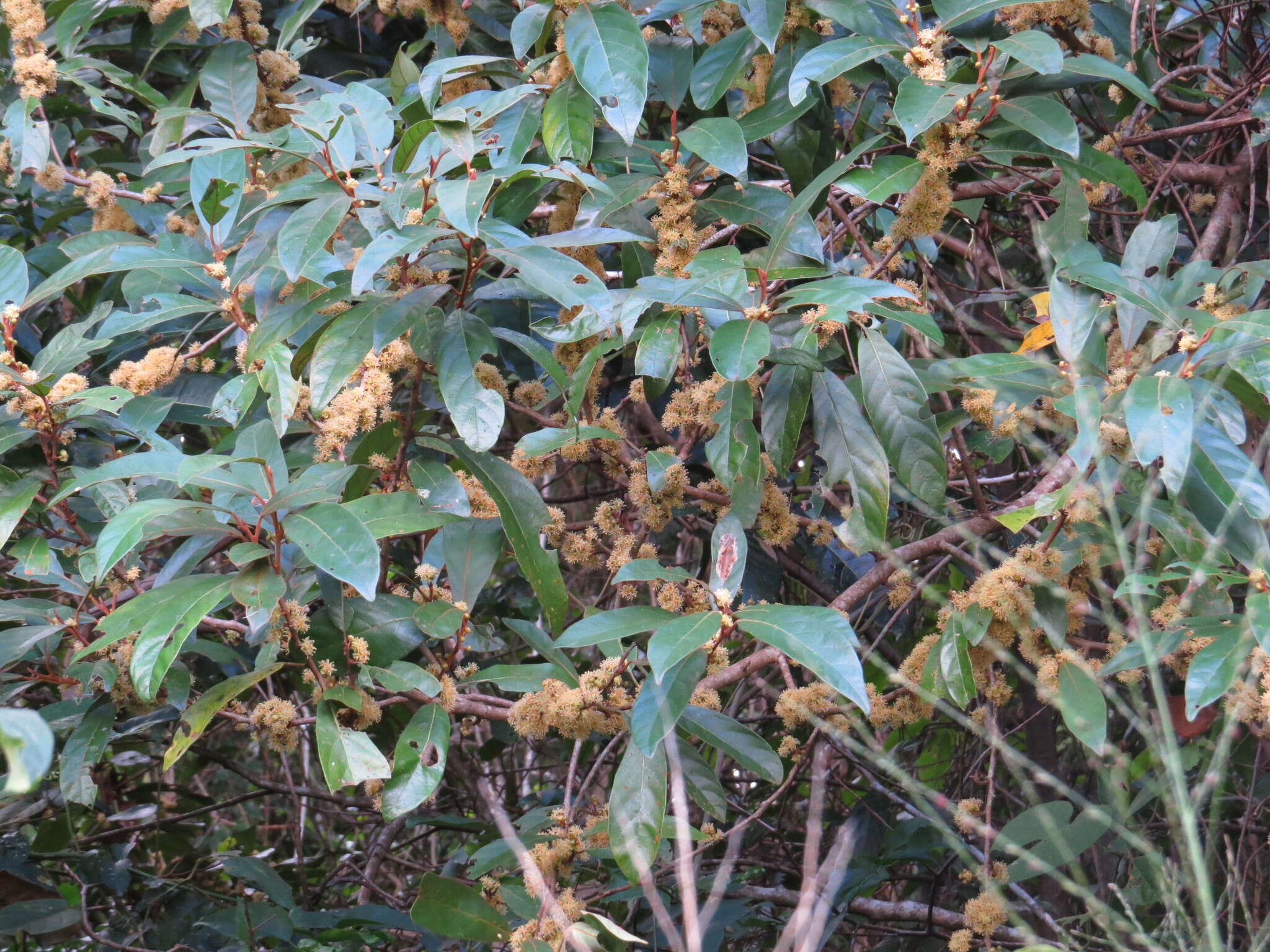 Image de Litsea breviumbellata C. K. Allen