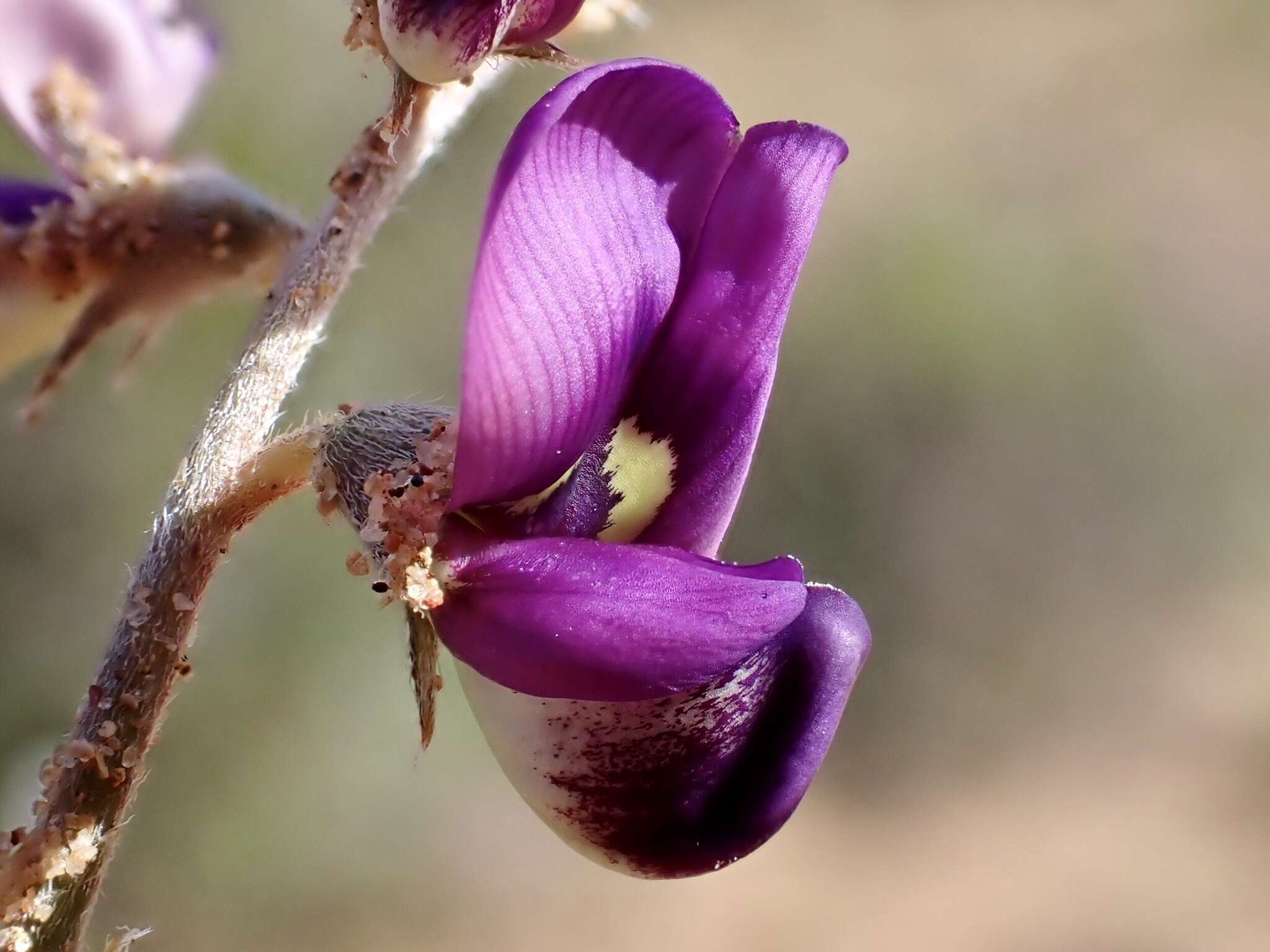 Plancia ëd Swainsona phacoides Benth.