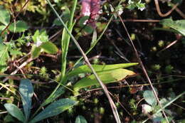 Image of Case's lady's tresses