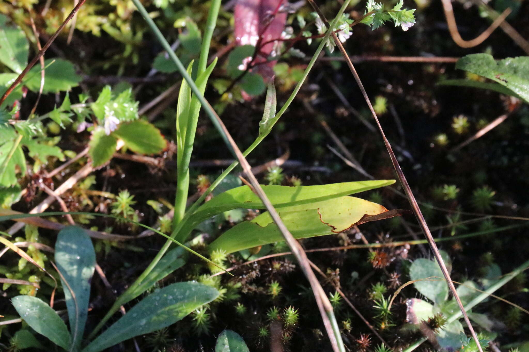 Image of Case's lady's tresses