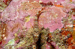 Image of New Zealand Scaly-headed Triplefin