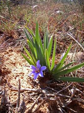 Image of Babiana sambucina subsp. sambucina