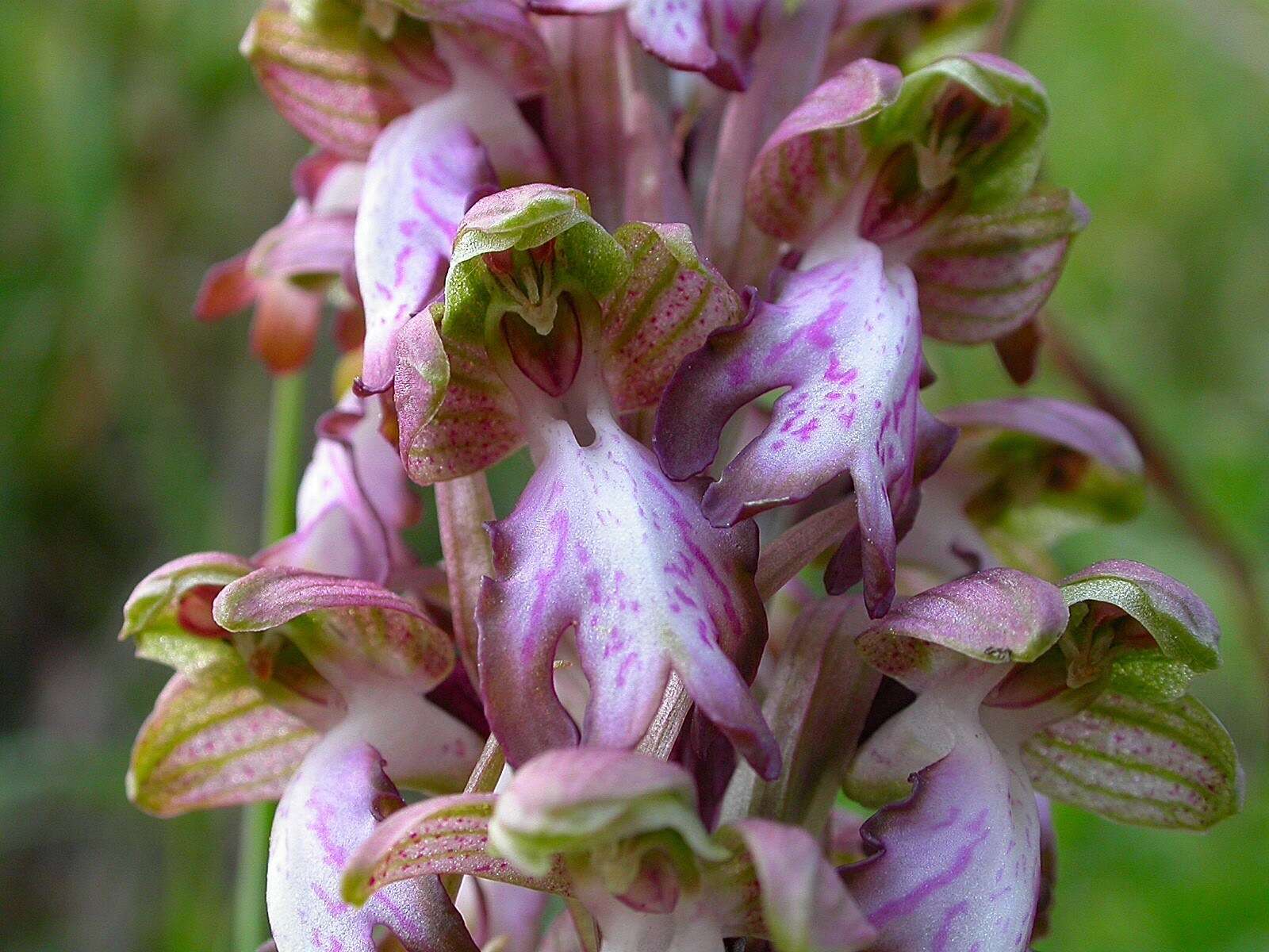 Image of Giant Orchid