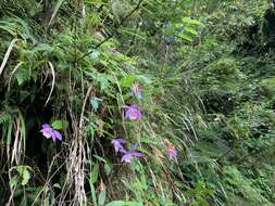 Image of Taiwan Pleione