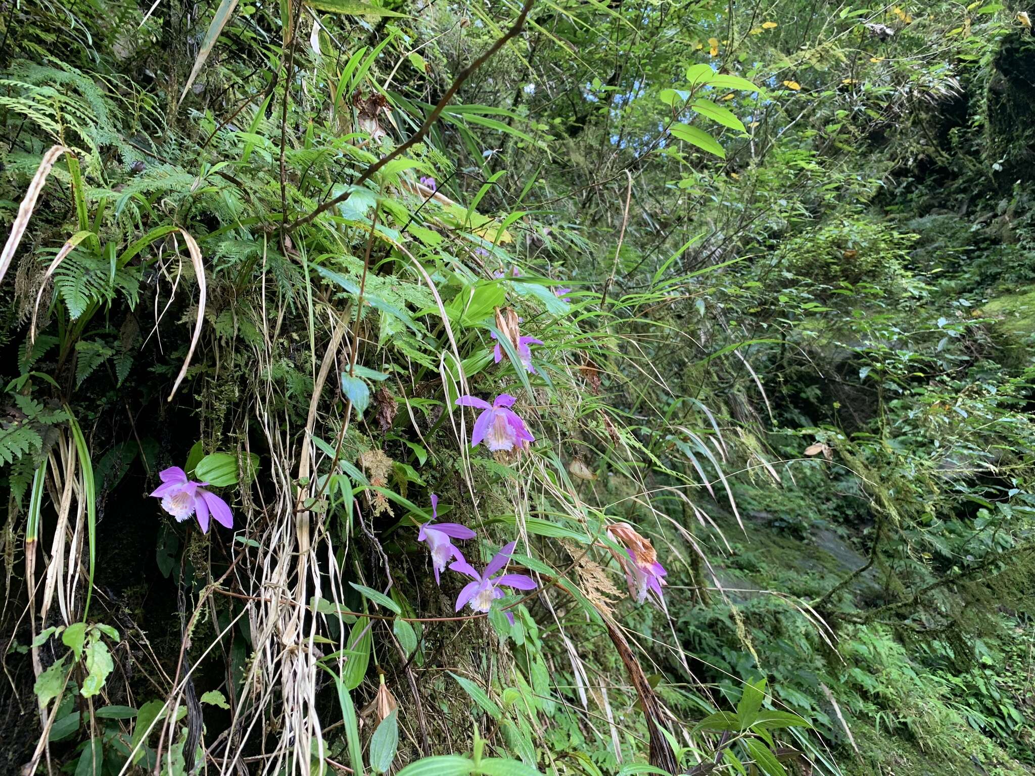 Pleione formosana Hayata resmi