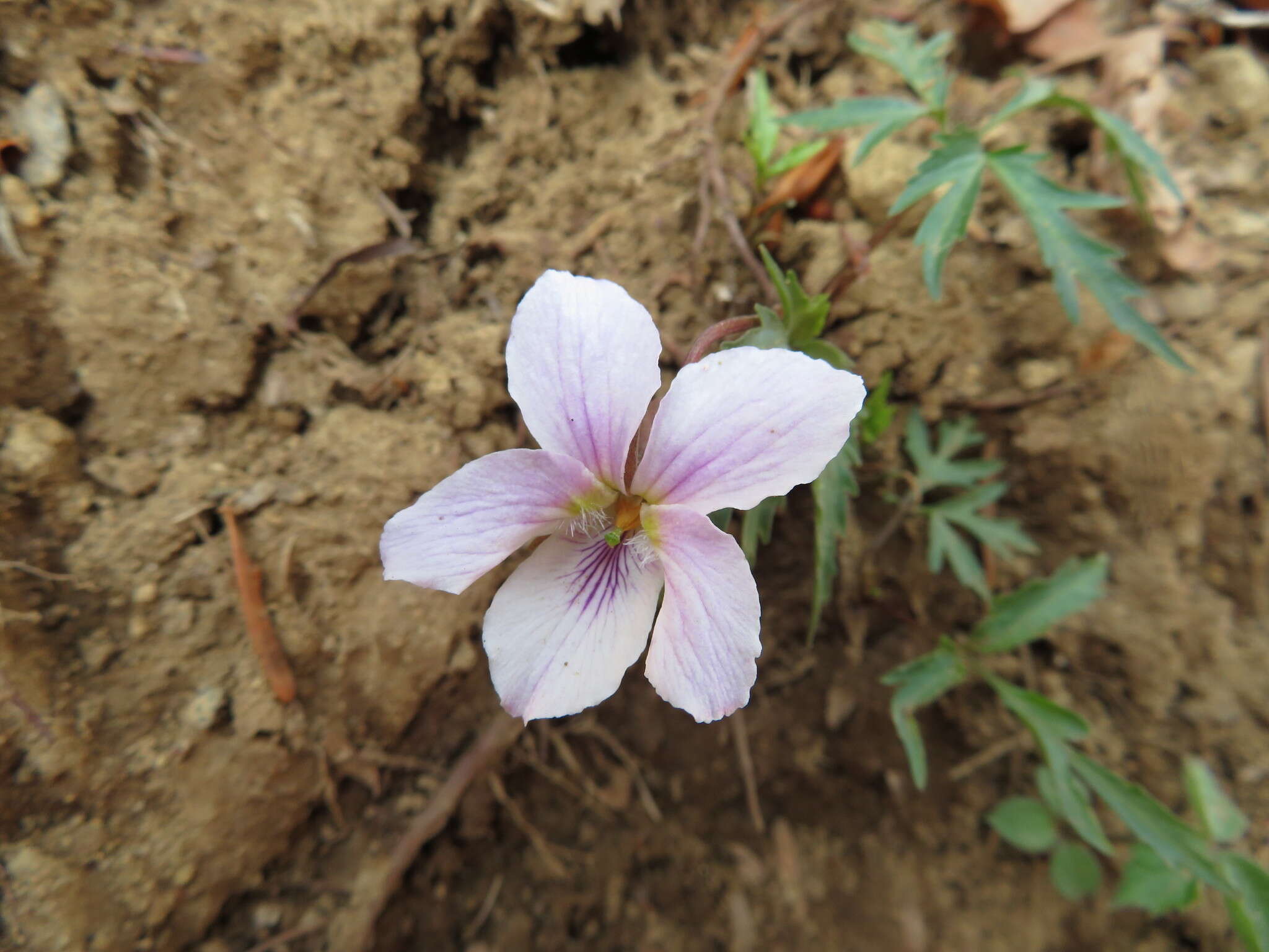 Sivun Viola eizanensis (Makino) Makino kuva