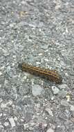 Image of Orange-tipped oakworm moth