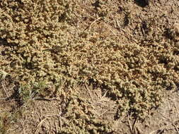 Image of Coulter's Saltbush